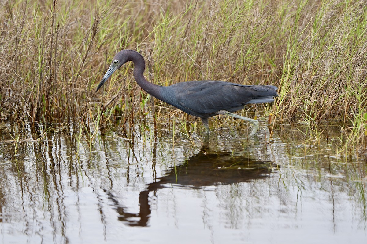 Little Blue Heron - ML620665916