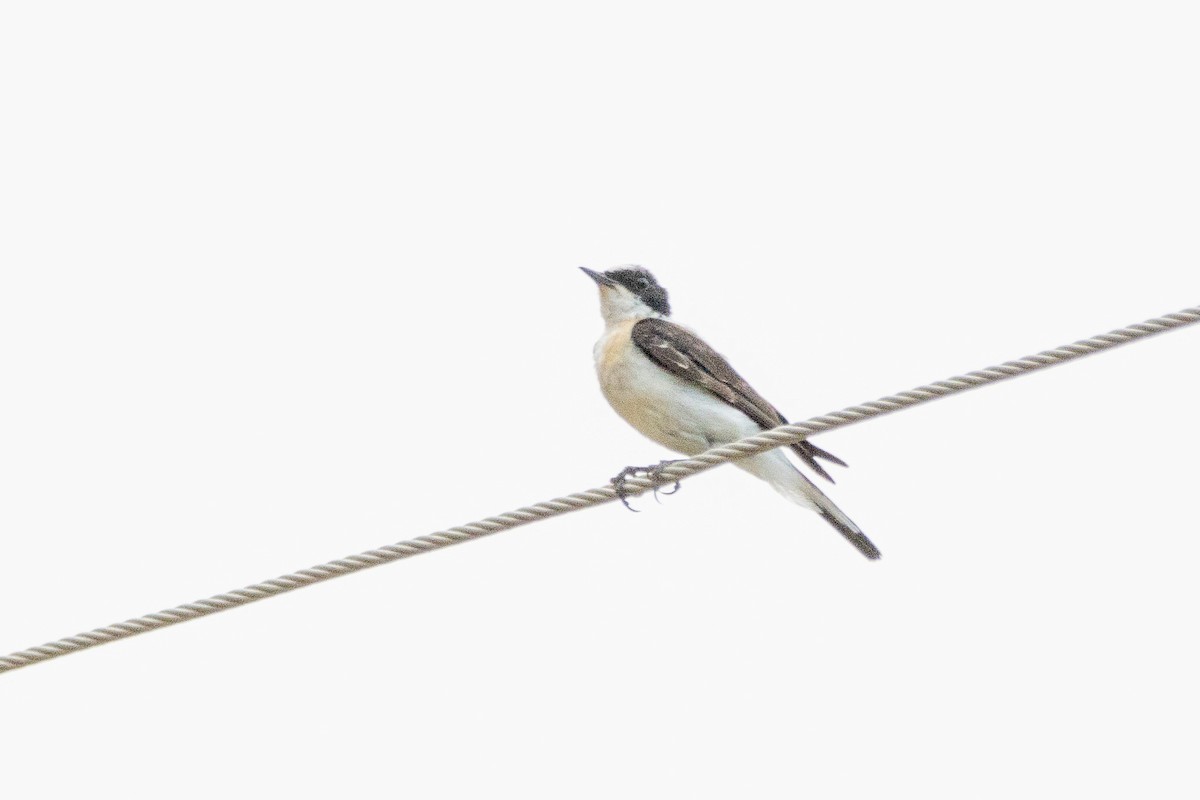 Eastern Black-eared Wheatear - ML620665917