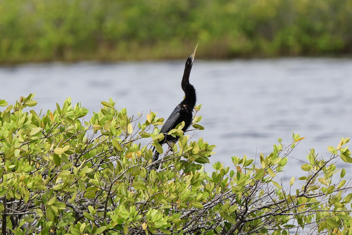 Amerika-Schlangenhalsvogel - ML620665918