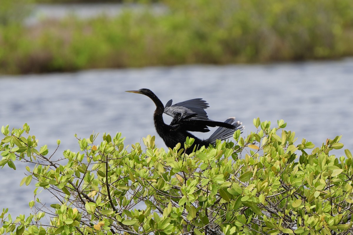 Amerika-Schlangenhalsvogel - ML620665919