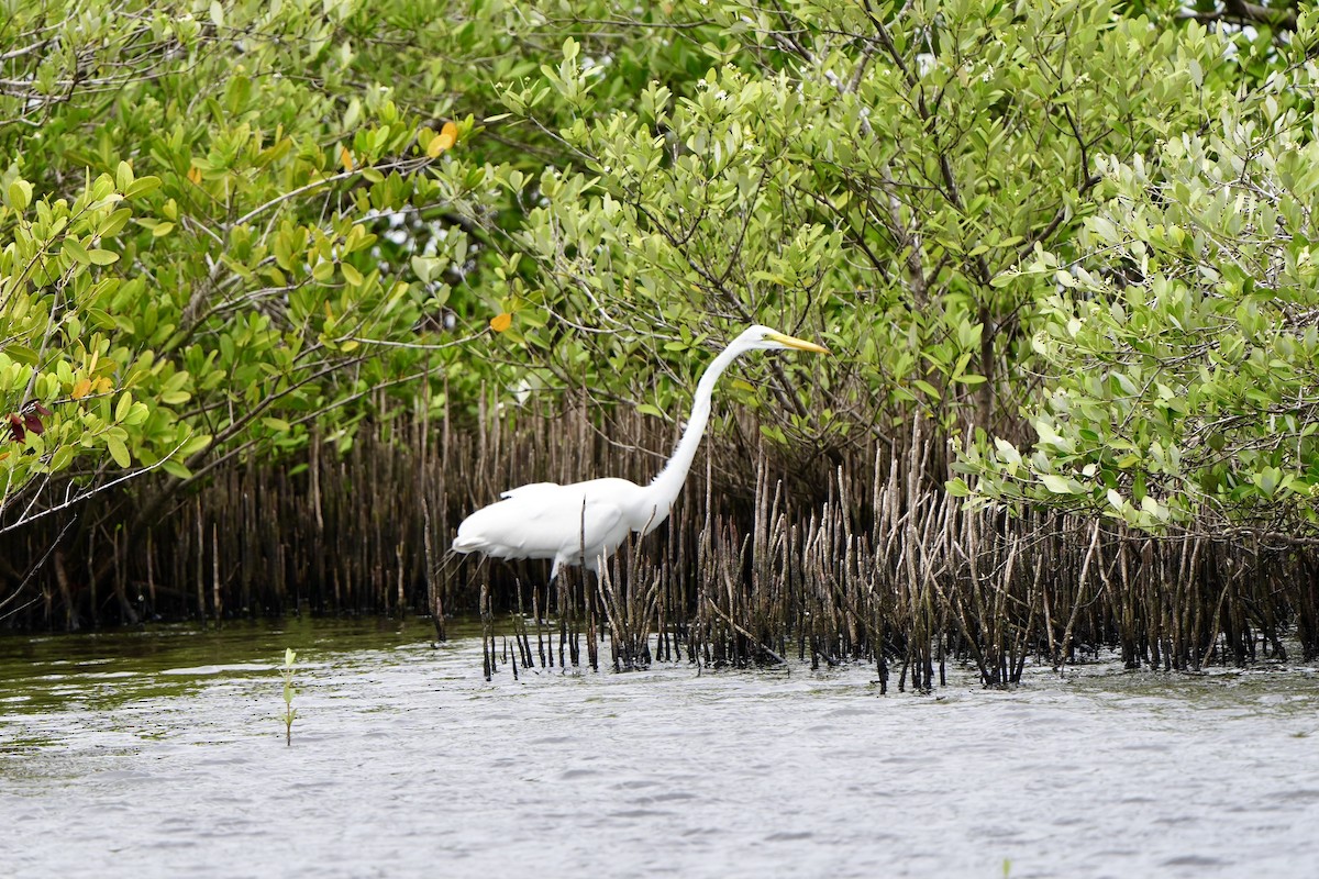 Great Egret - ML620665921