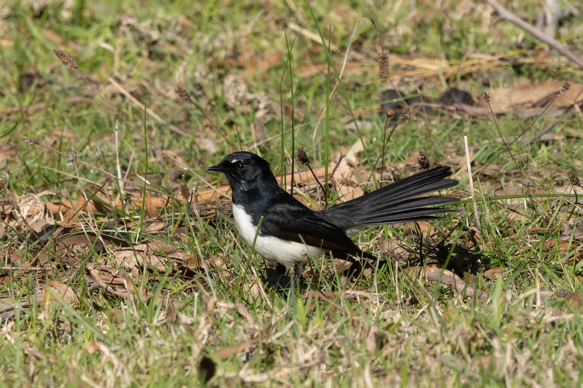 Willie-wagtail - ML620665922