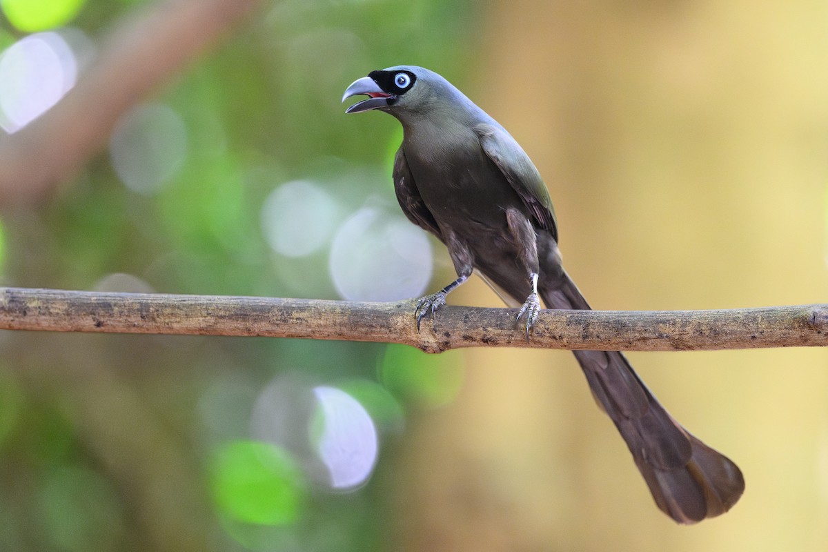 Racket-tailed Treepie - ML620665923