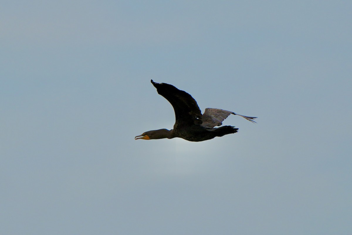 Cormoran à aigrettes - ML620665924