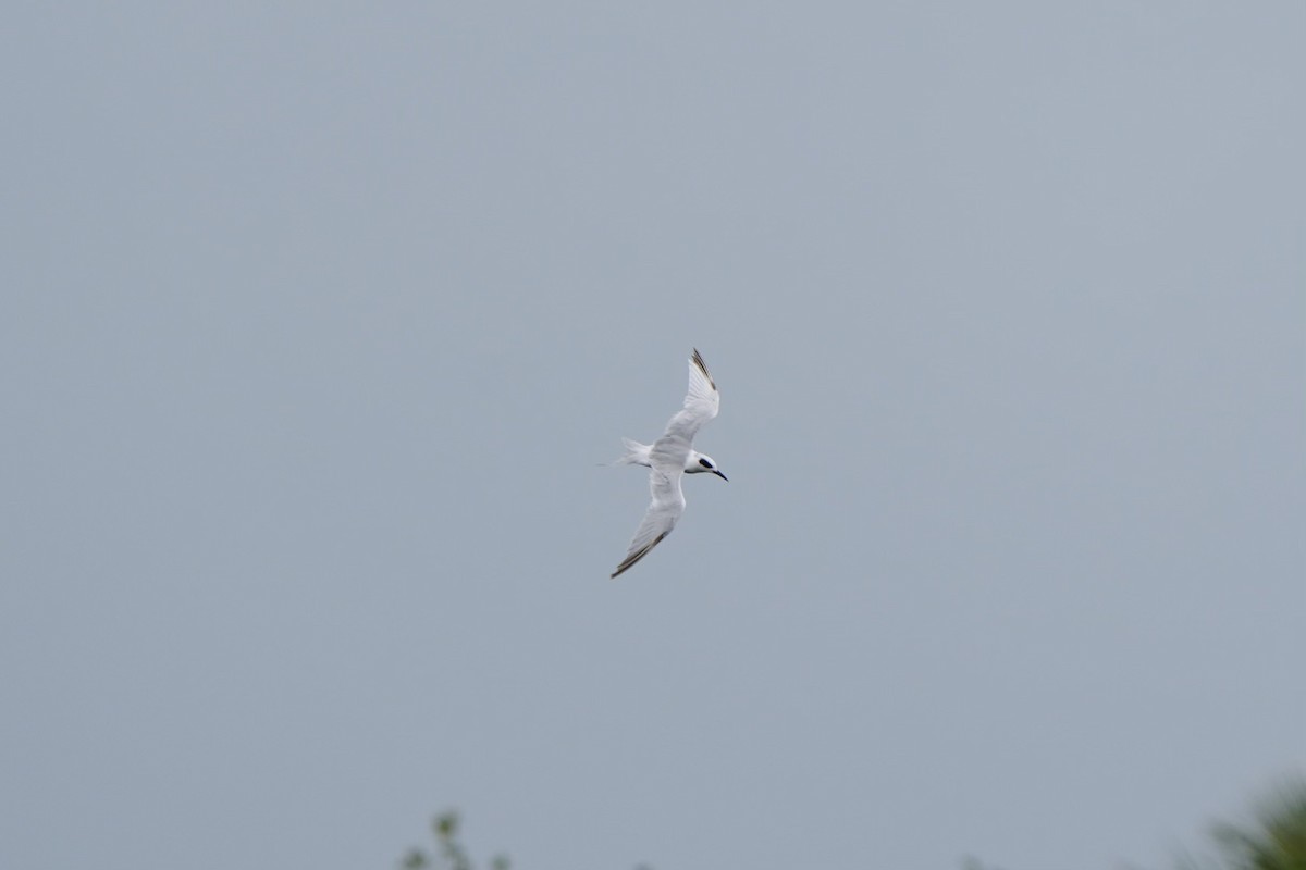 Forster's Tern - ML620665925