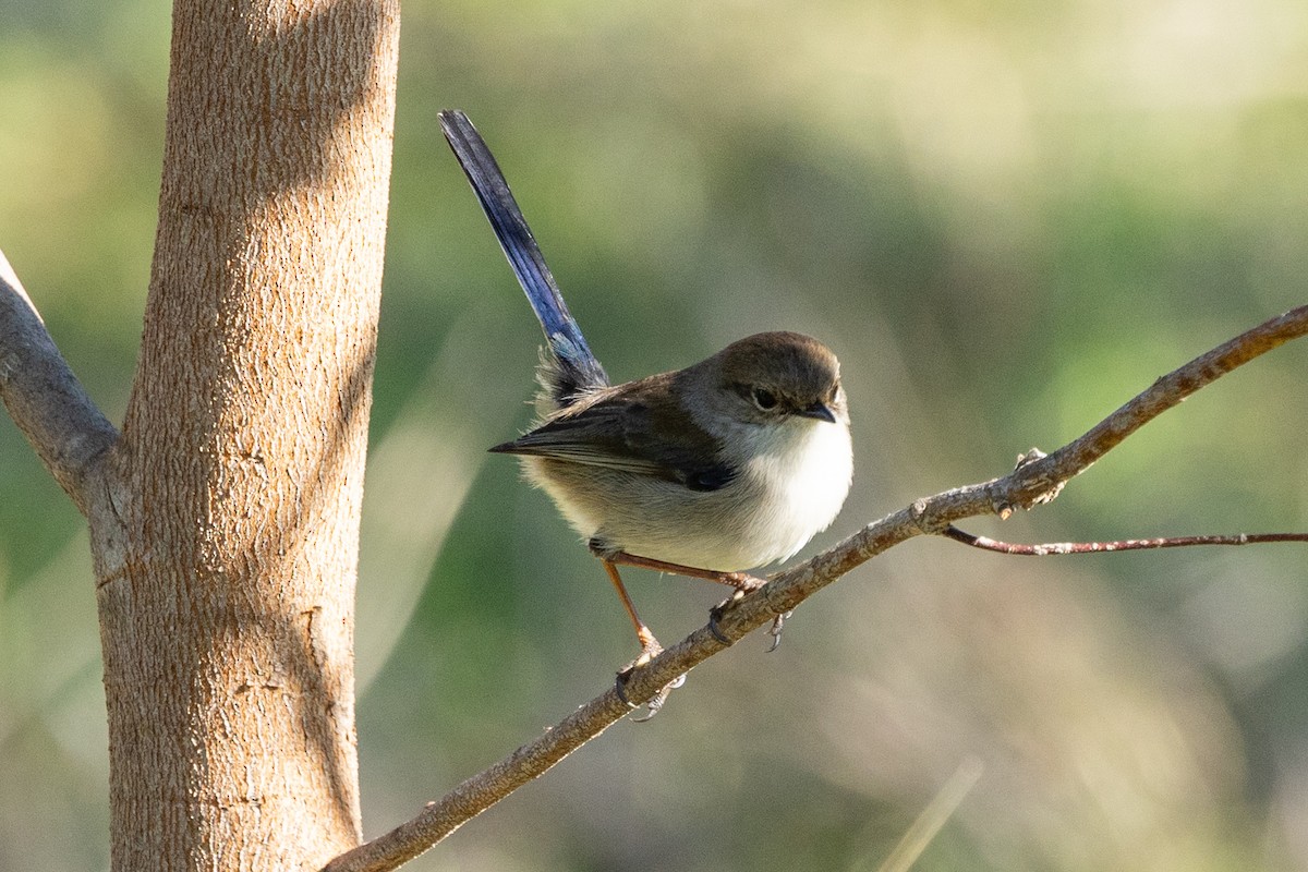 Superb Fairywren - ML620665926