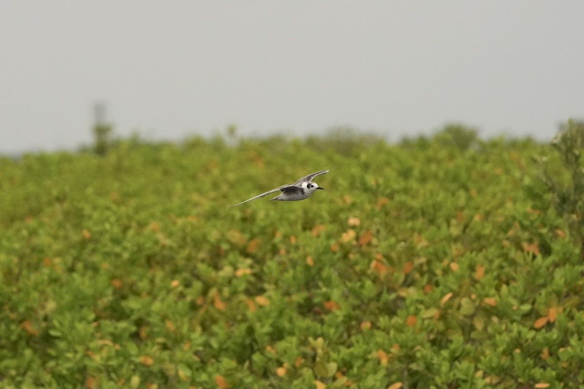 Black Tern - ML620665928