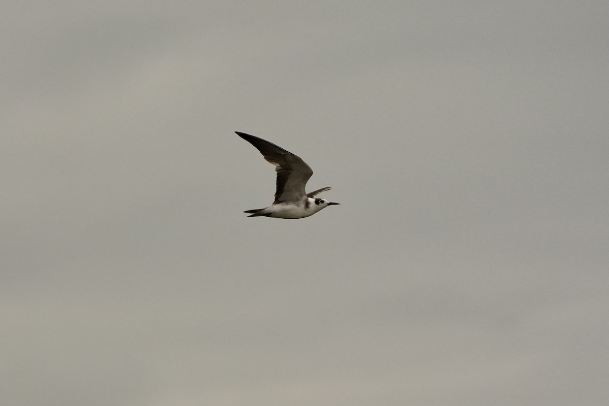 Black Tern - ML620665929