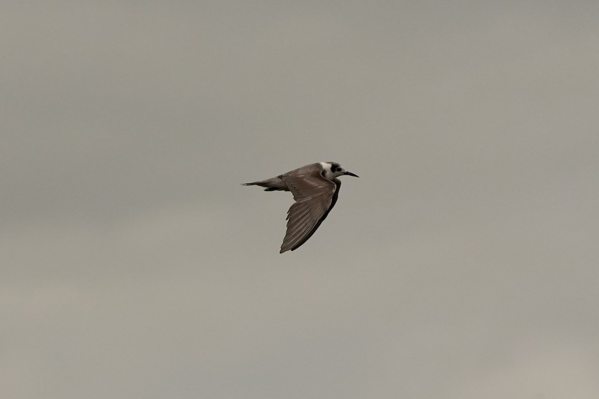 Black Tern - ML620665931