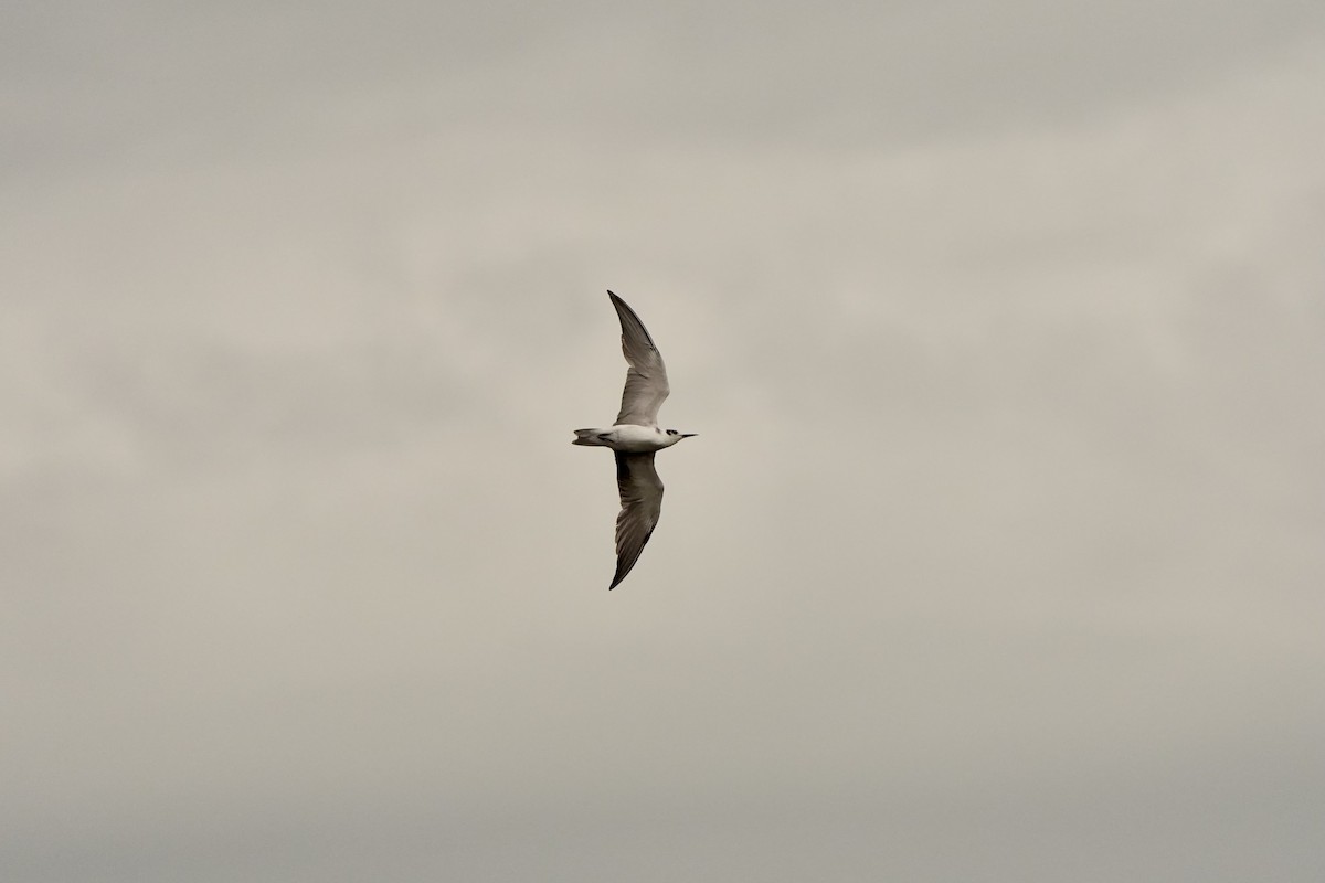 Black Tern - ML620665932