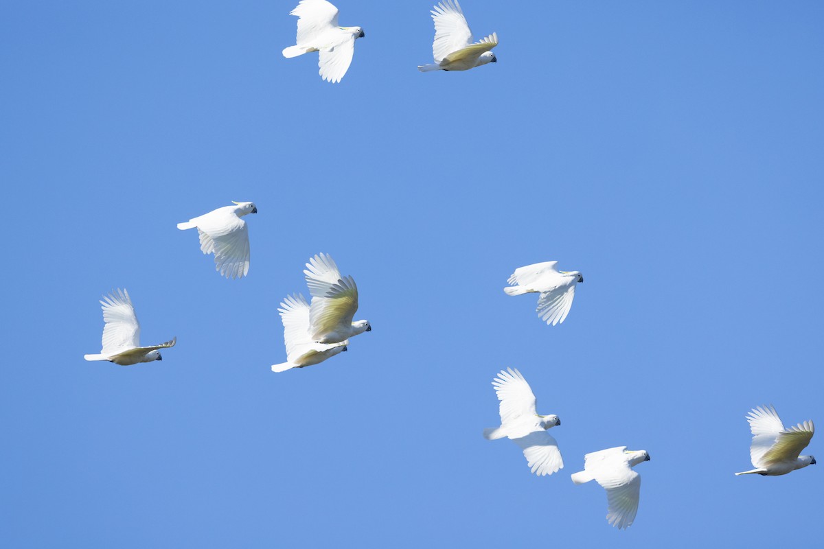 Sulphur-crested Cockatoo - ML620665933