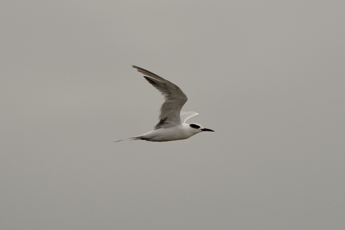 Forster's Tern - ML620665936