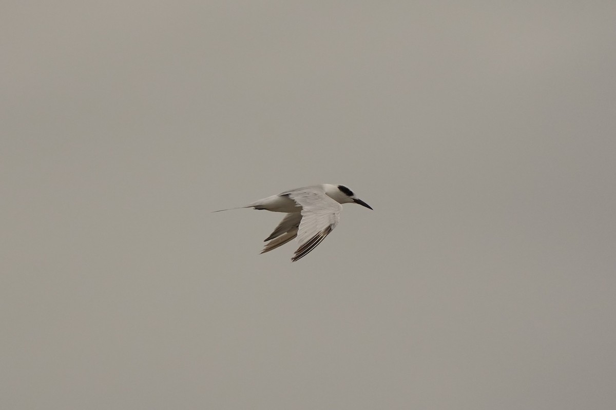 Forster's Tern - ML620665937