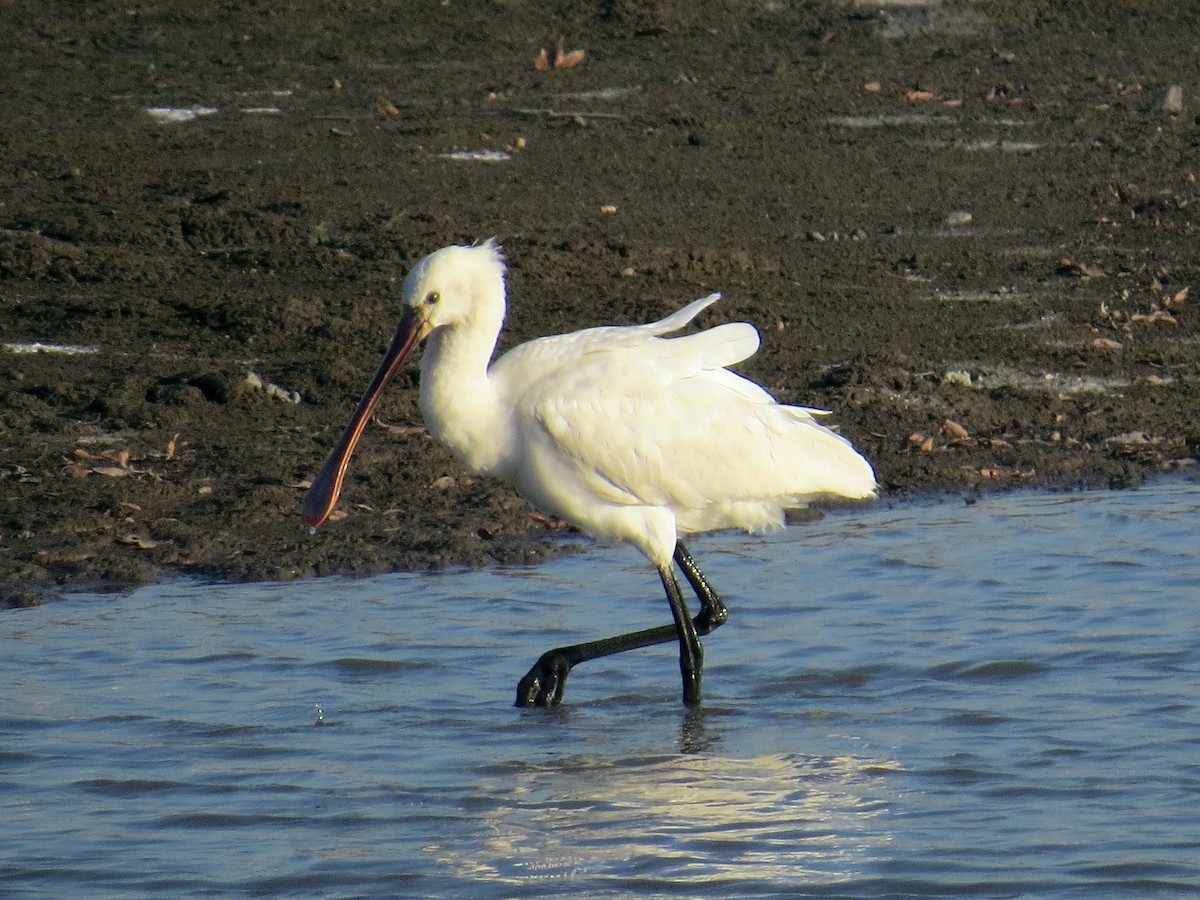 Eurasian Spoonbill - ML620665941