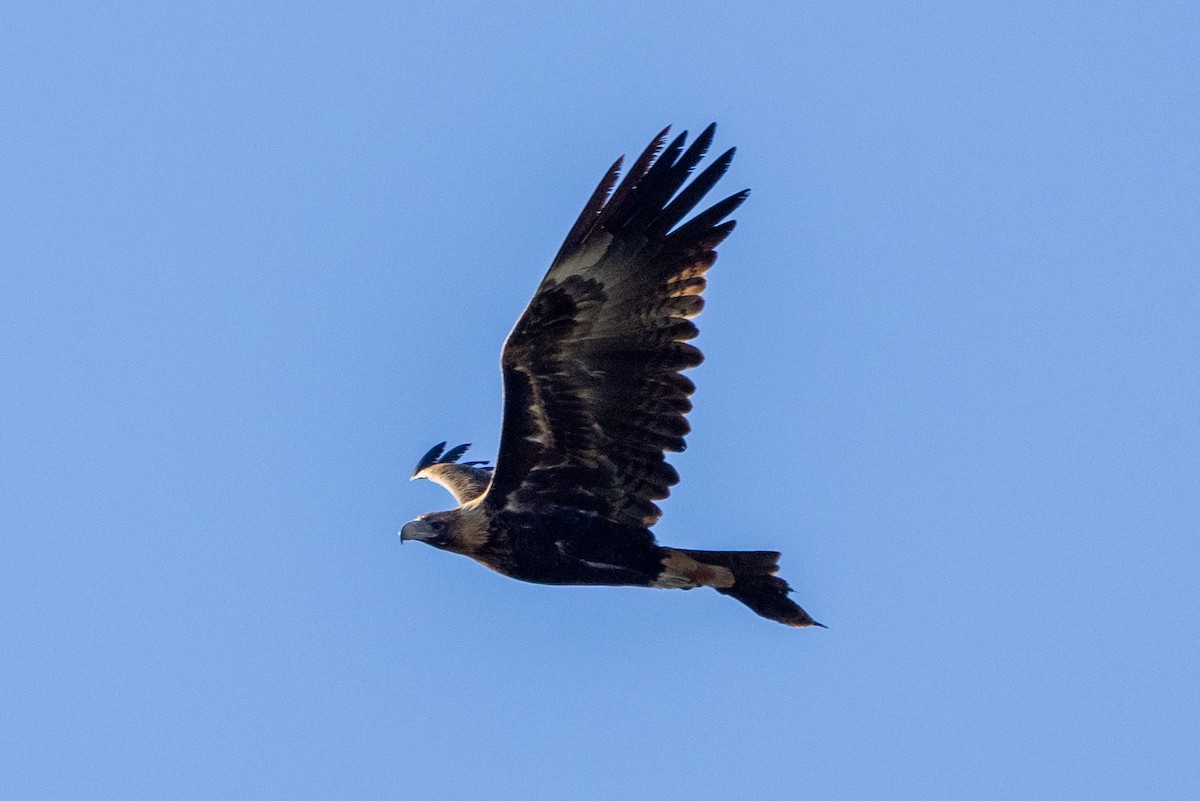 Wedge-tailed Eagle - ML620665943