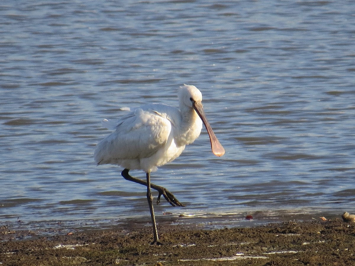 Eurasian Spoonbill - ML620665944