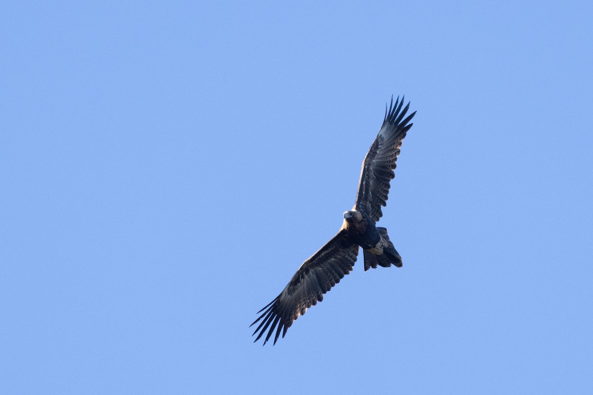 Wedge-tailed Eagle - ML620665946