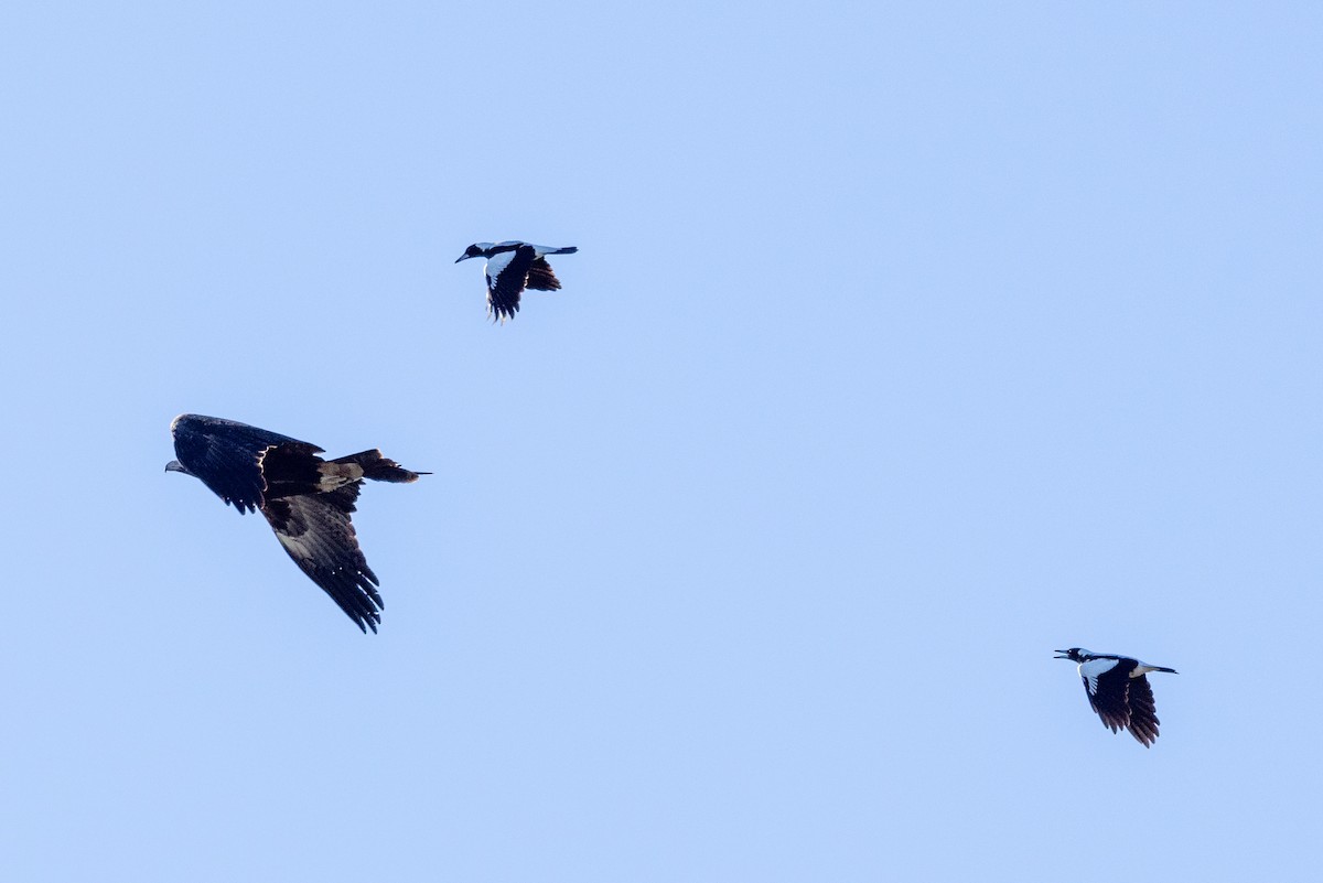 Wedge-tailed Eagle - Richard and Margaret Alcorn