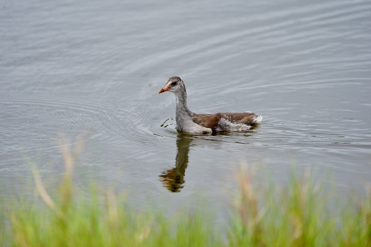 Common Gallinule - Anonymous