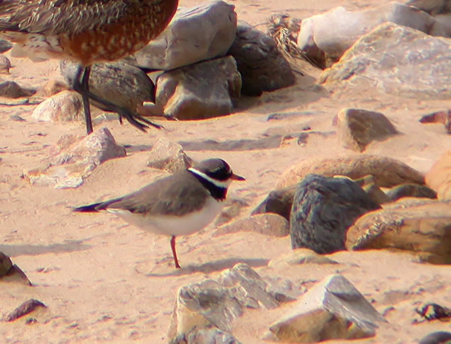 Common Ringed Plover - ML620665957