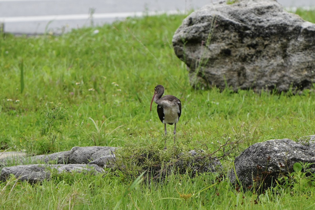 White Ibis - ML620665958