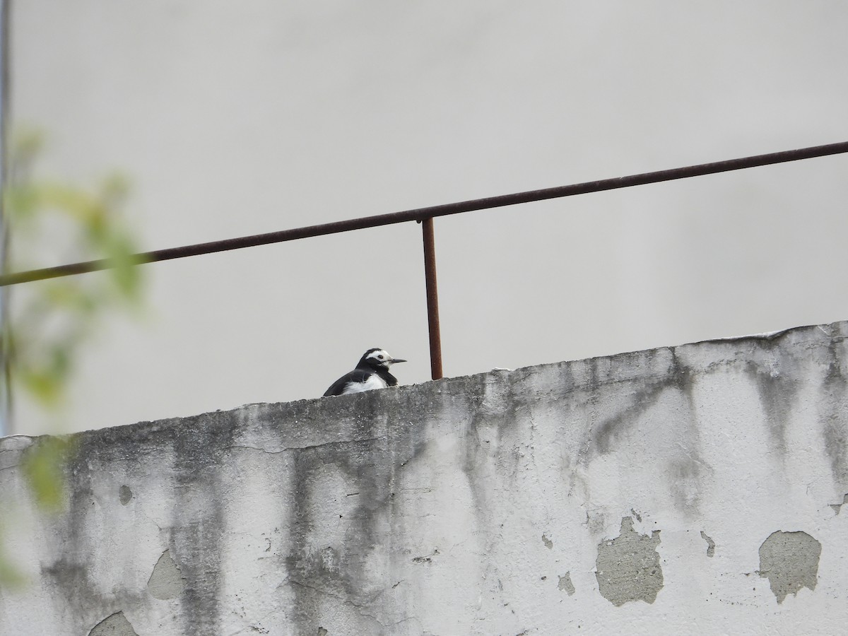 White Wagtail (Hodgson's) - ML620665959