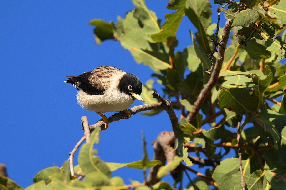 オーストラリアゴジュウカラ（leucoptera） - ML620665962