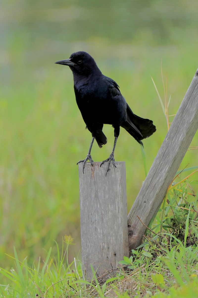 Boat-tailed Grackle - ML620665963