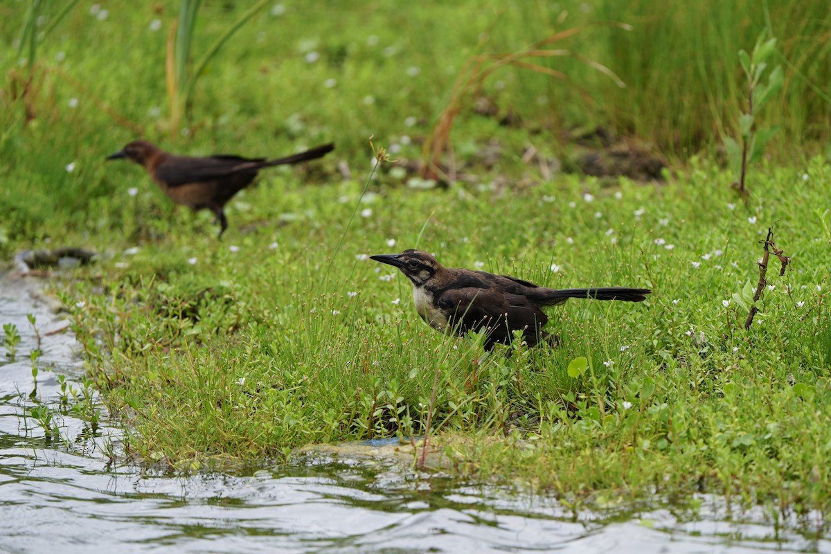 Boat-tailed Grackle - ML620665964