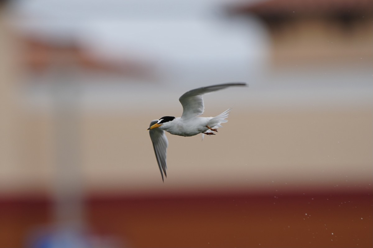 Least Tern - ML620665965