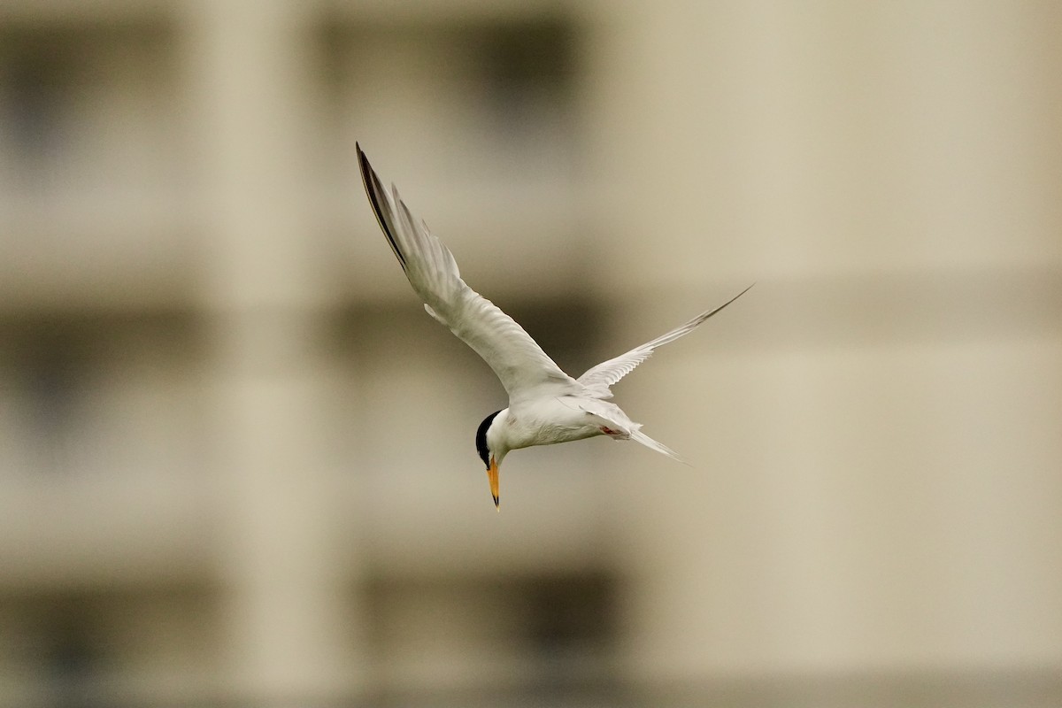 Least Tern - ML620665966