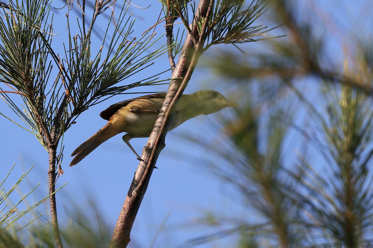 Thick-billed Warbler - ML620665967