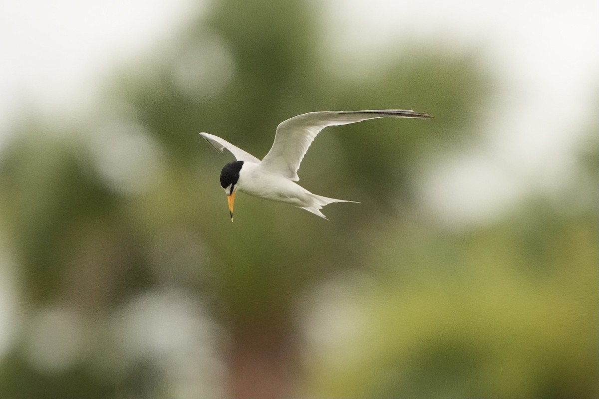 Least Tern - ML620665968