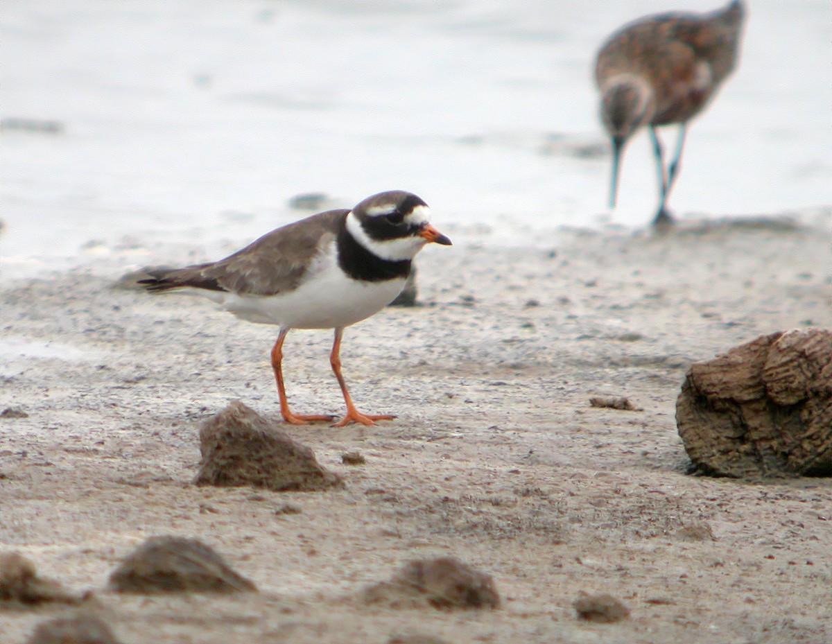 Common Ringed Plover - ML620665969