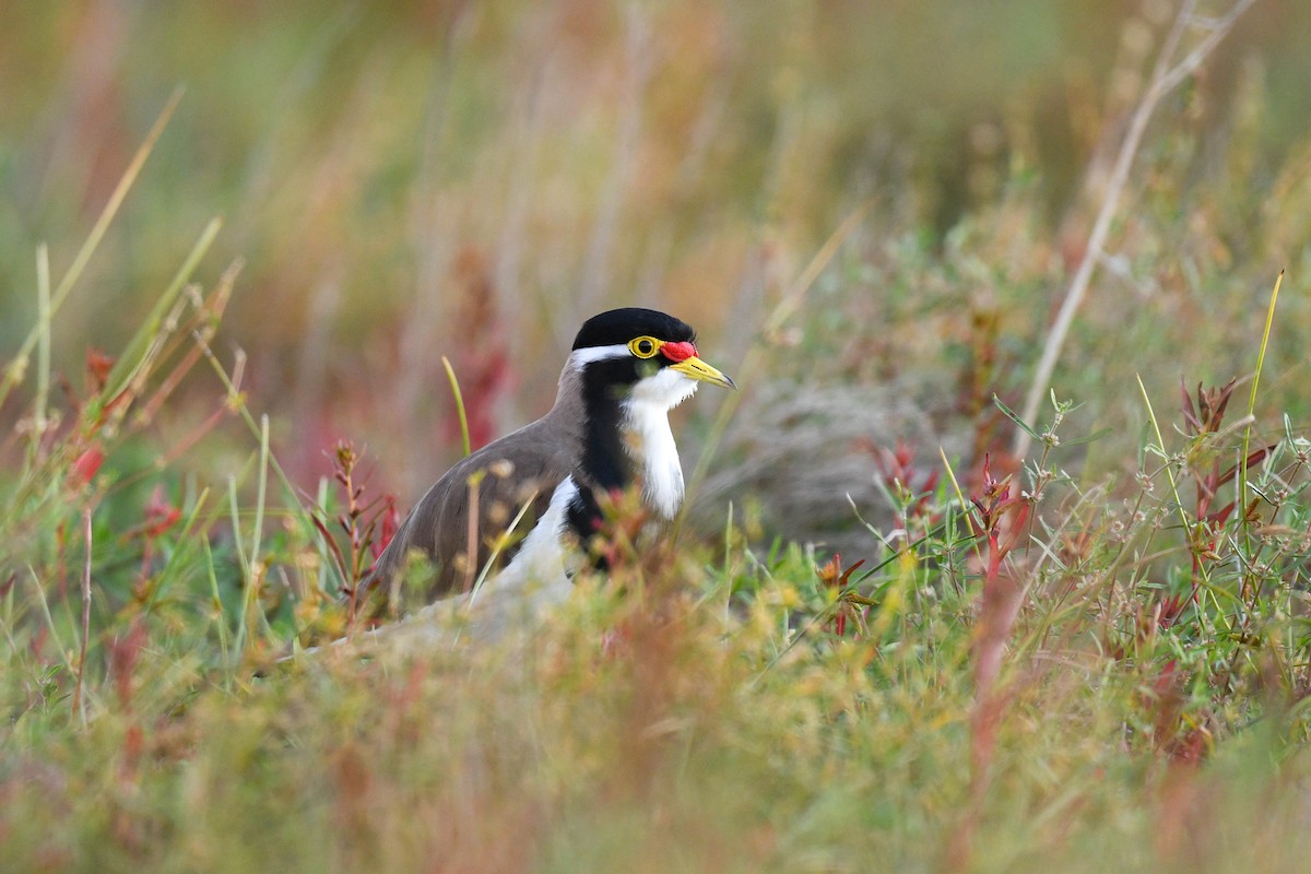 Banded Lapwing - ML620665971