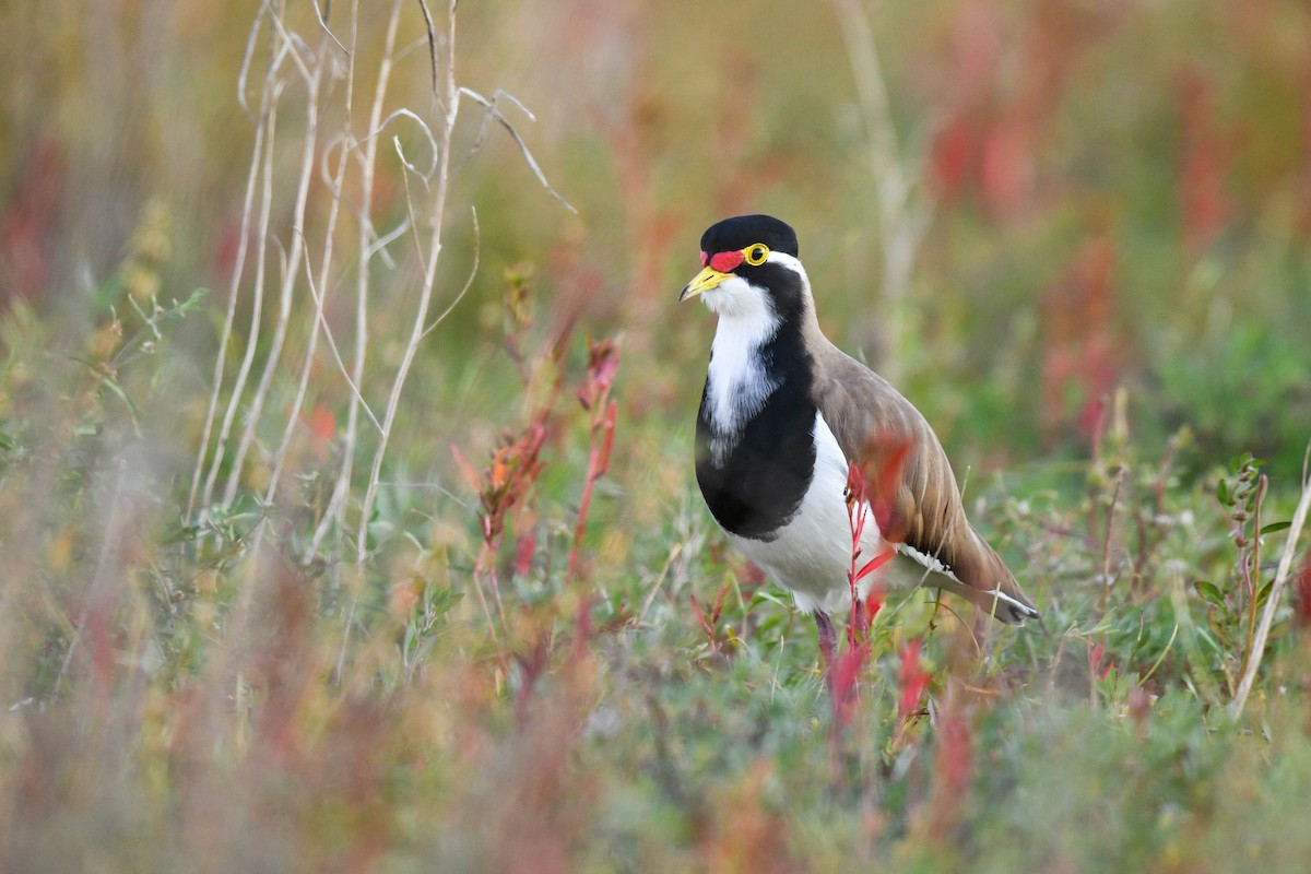 Banded Lapwing - ML620665972