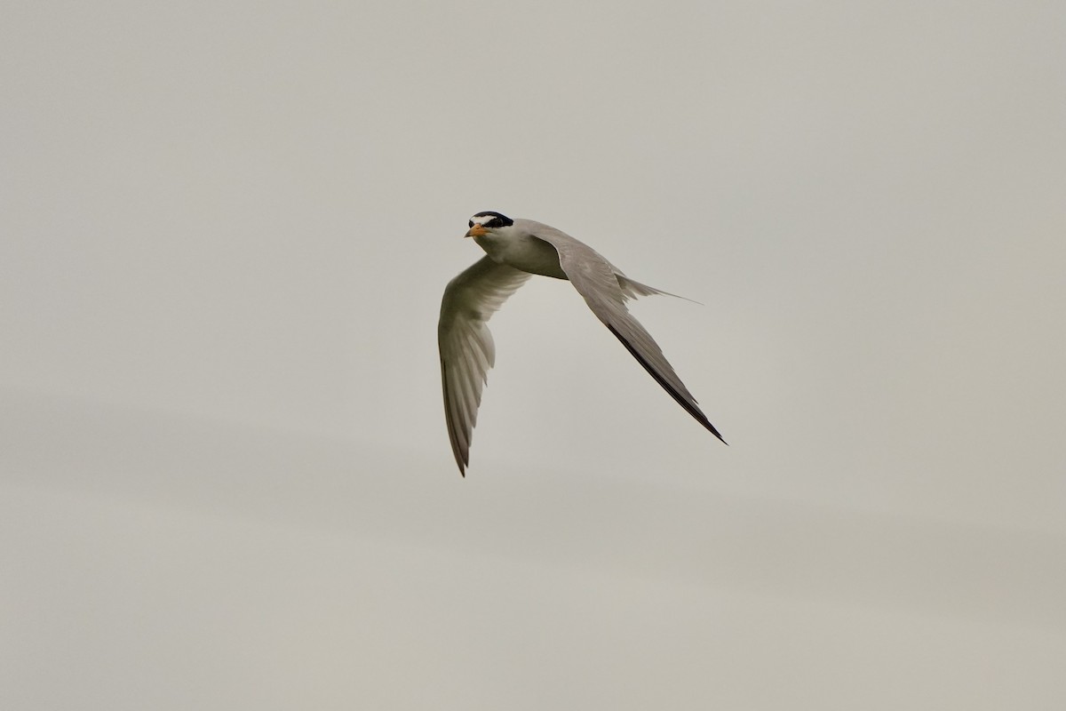 Least Tern - ML620665973