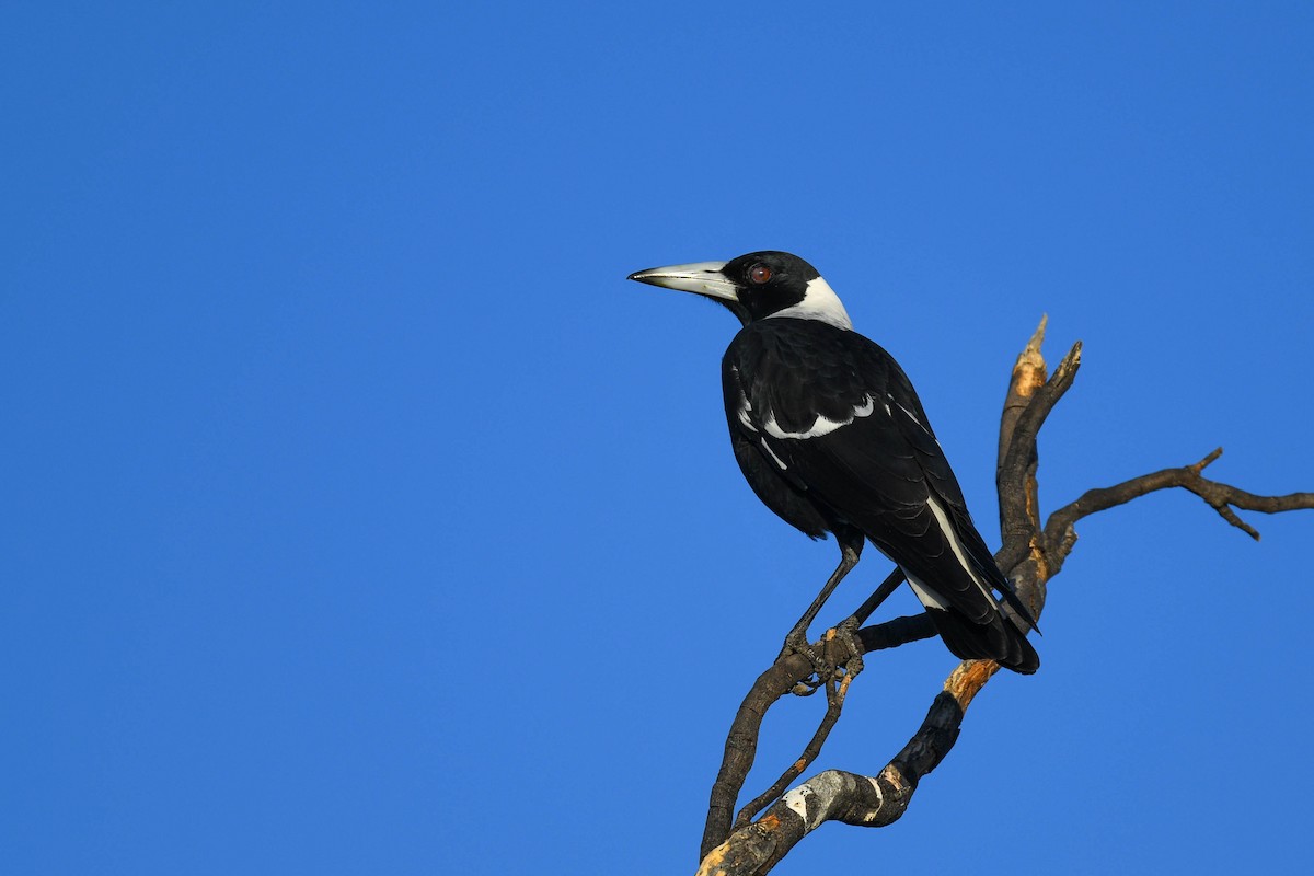 Australian Magpie - ML620665977