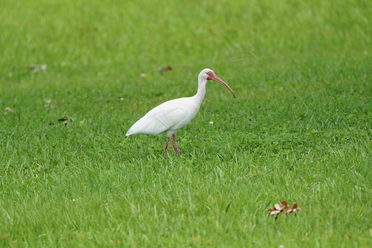 White Ibis - ML620665978