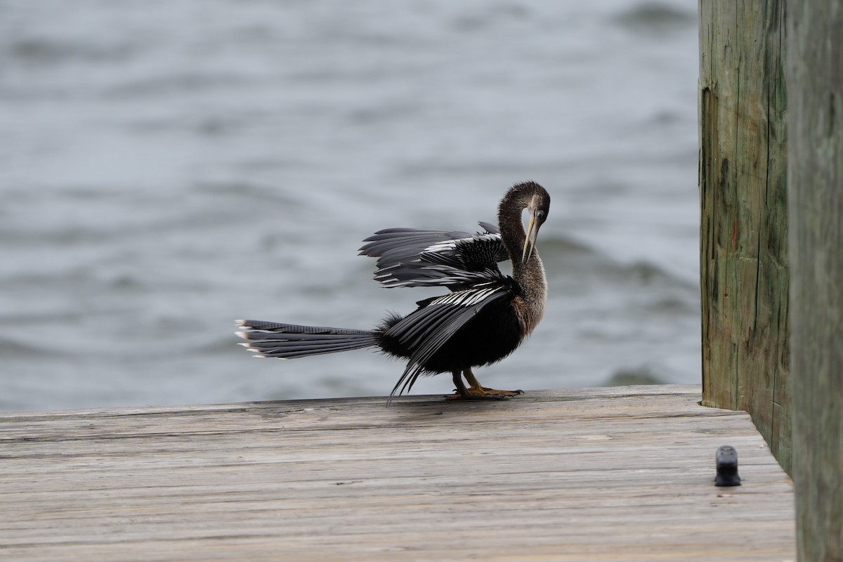 anhinga americká - ML620665979