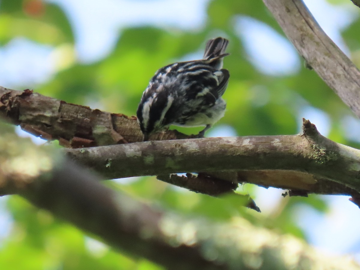 Black-and-white Warbler - ML620665981