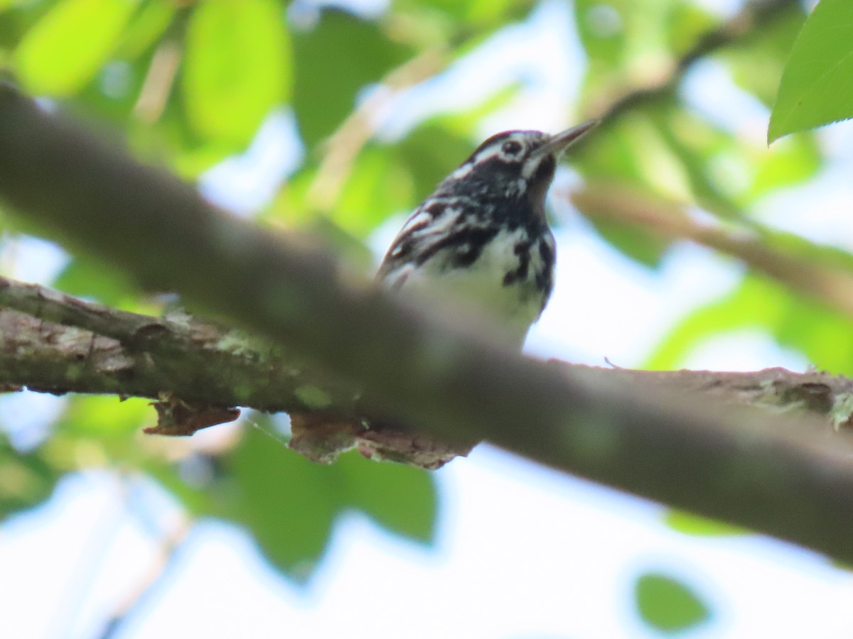 Black-and-white Warbler - ML620665982