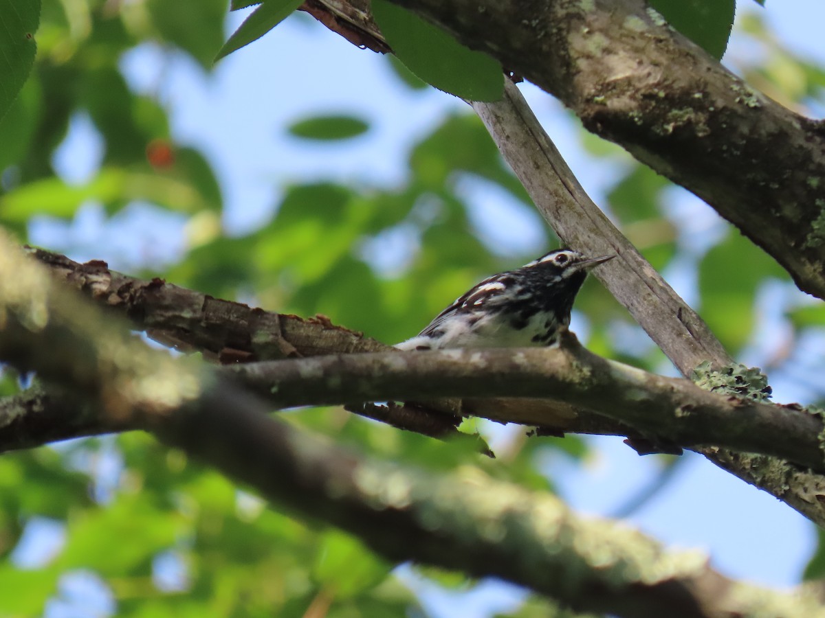 Black-and-white Warbler - ML620665983