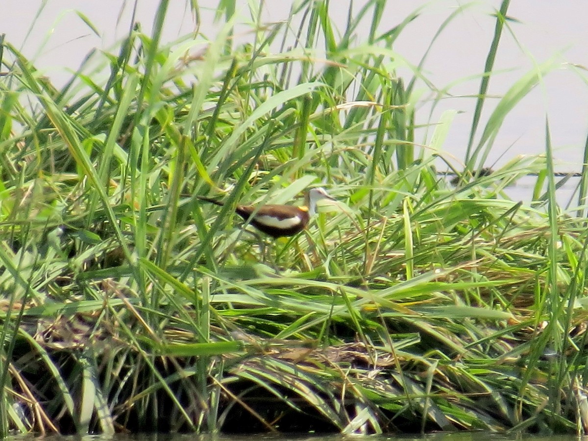 Pheasant-tailed Jacana - ML620665984