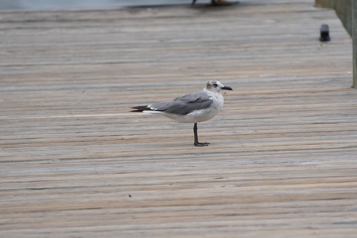 Laughing Gull - ML620665985