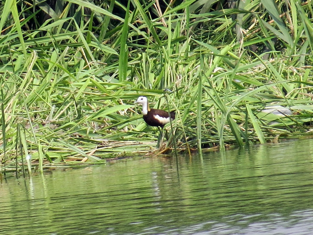 Pheasant-tailed Jacana - ML620665988