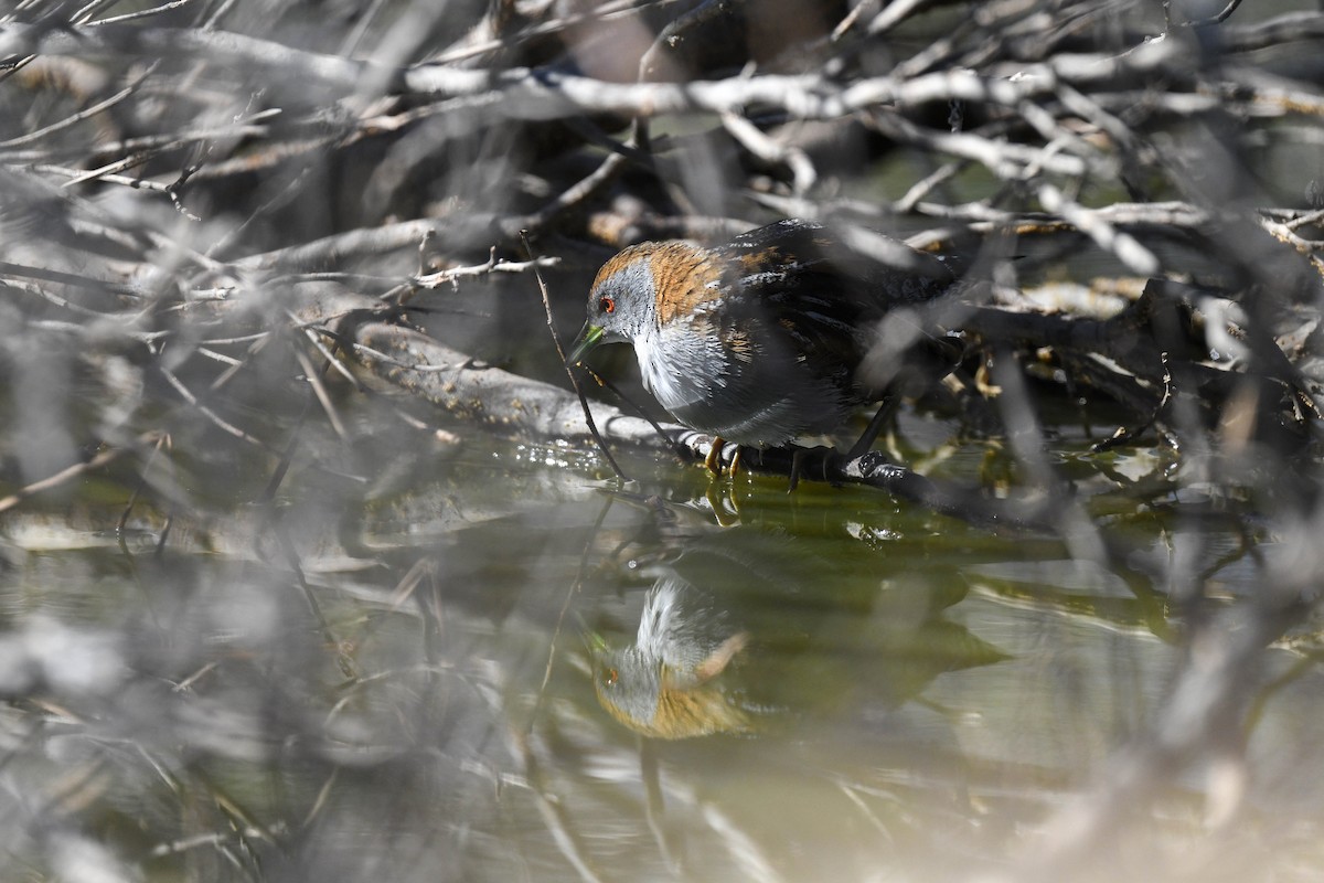 Baillon's Crake (Australasian) - ML620665989