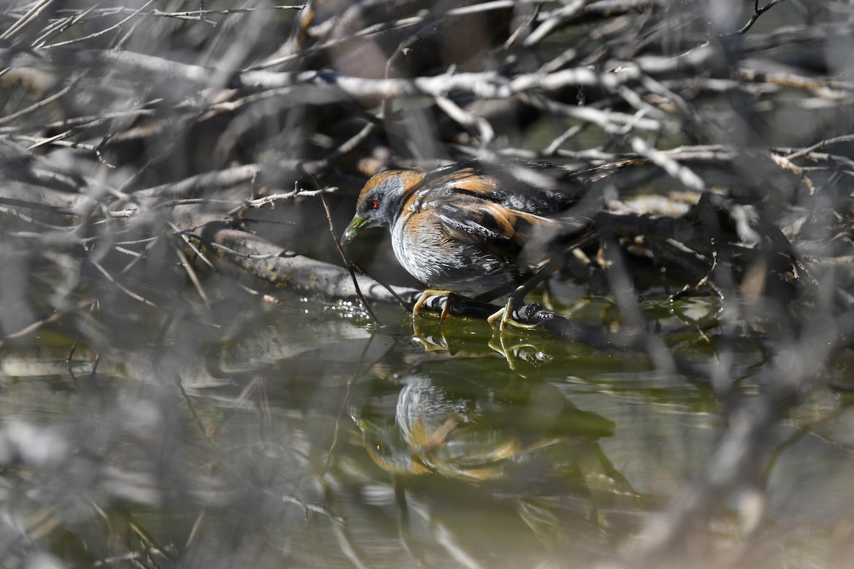 Baillon's Crake (Australasian) - ML620665990