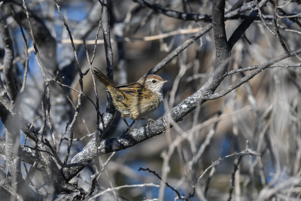 Little Grassbird - ML620665993