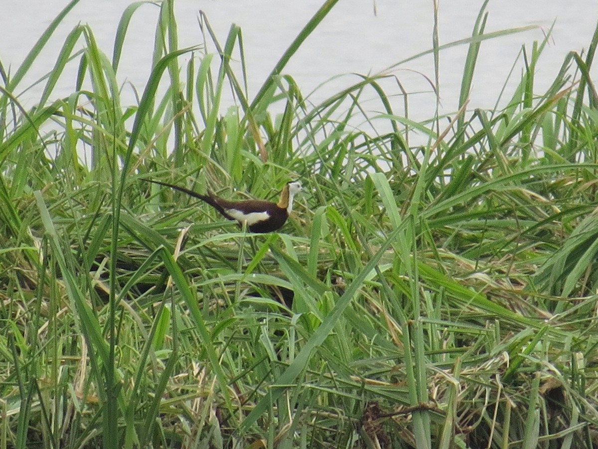 Pheasant-tailed Jacana - ML620665994